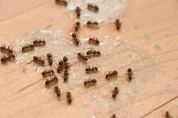 Best Residential Pest Control  in , RI